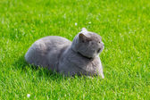šedá britská kočka v trávě