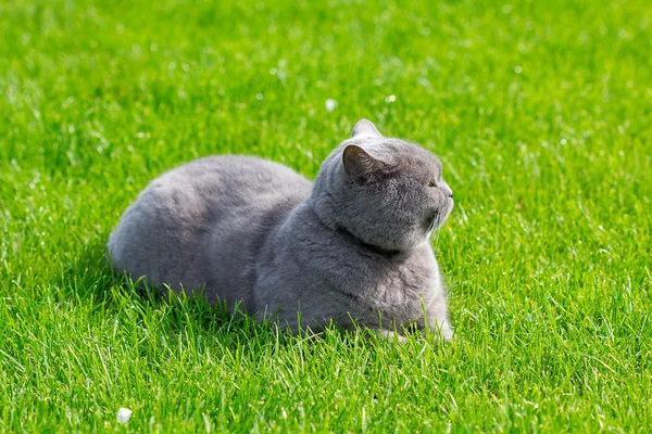 Gato britânico cinza na grama — Fotografia de Stock