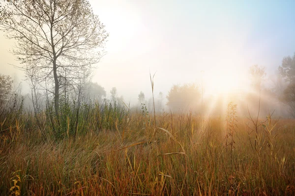 Kırsal güneşli manzara çayır — Stok fotoğraf
