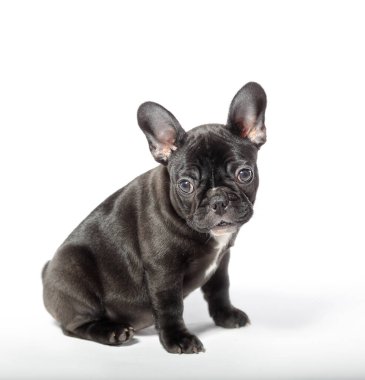 Beyaz bir arka planda oturan Fransız bulldog köpeği. 