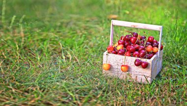 Lezzetli ve sağlıklı sepet dolusu kırmızı kiraz.