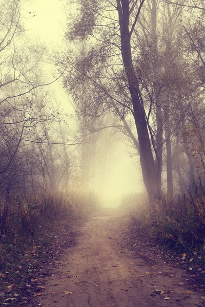 Misty autumn road in the forest — Stock Photo, Image