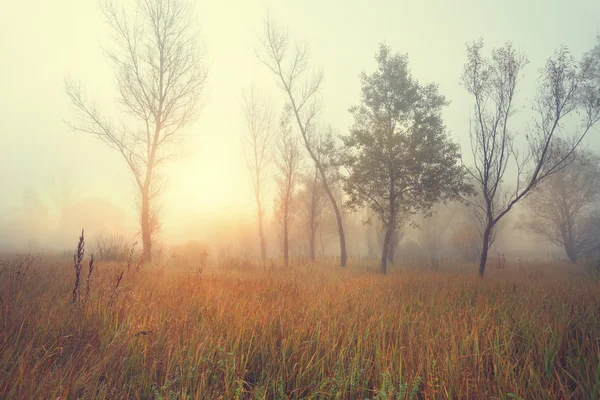 Vahşi bir ormanın kenarına sahada güzel misty güneşli sabah — Stok fotoğraf