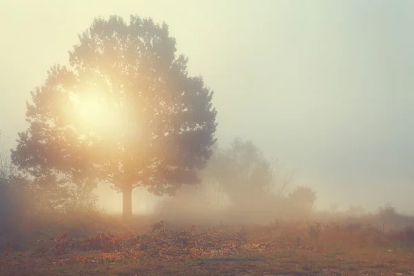 Vista incredibile di mattina nebbiosa - albero solitario su una radura — Foto Stock