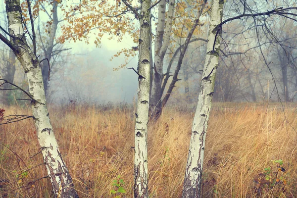 Podzimní pohled zamlžené glade mladých bříz — Stock fotografie