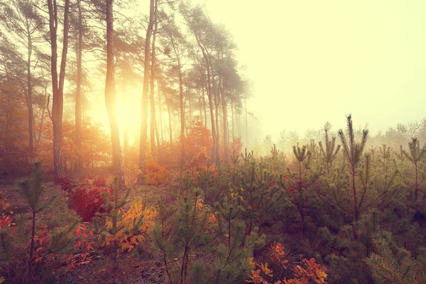 Napos őszi reggel egy színes erdő — Stock Fotó