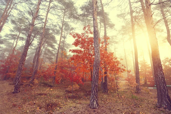 Matin d'automne brumeux dans une forêt colorée — Photo