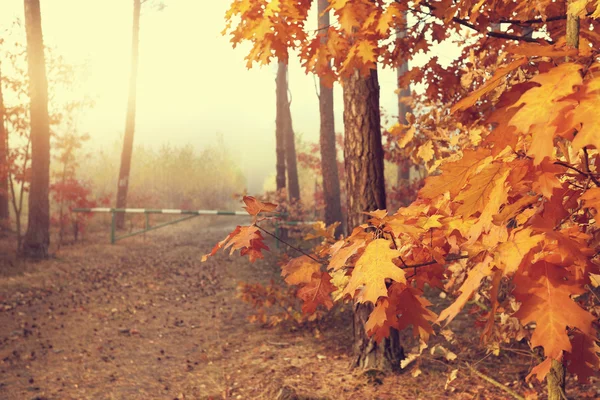 Farbenfroher schöner Herbst im Wald — Stockfoto