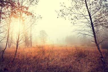 Güzel doğal kırsal peyzaj ağaçları ile