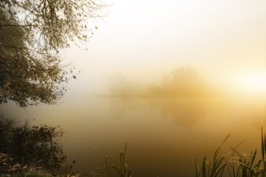 Güzel bir puslu manzara içinde yalnız tek ağaç