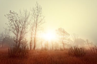Vahşi bir çayır taze puslu sabah