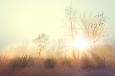 Güzel bir puslu manzara içinde yalnız tek ağaç