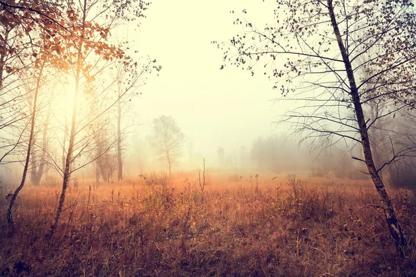 Beau paysage rural naturel avec des arbres — Photo