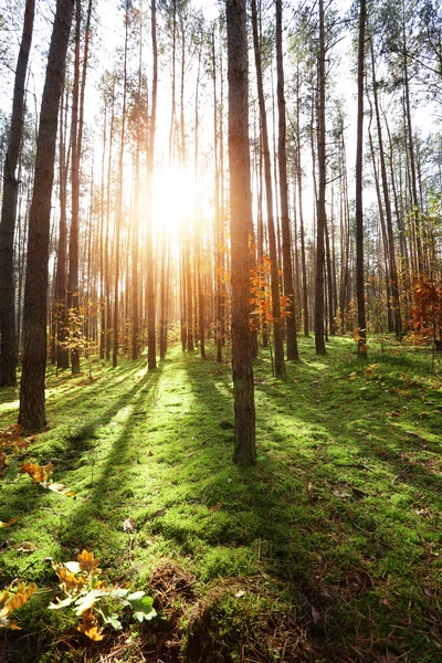 Lugn syn på en solig och färska skog — Stockfoto
