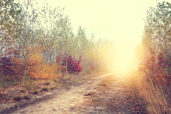 Chemin de terre avec des arbres colorés au bord de la forêt — Photo