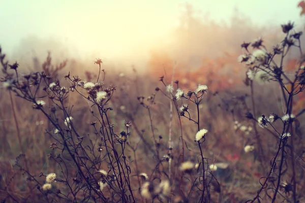 Light autumn wind on a wild glade — Stock Photo, Image