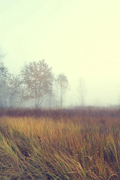 Lonely single tree in a beautiful misty landscape — Stock Photo, Image