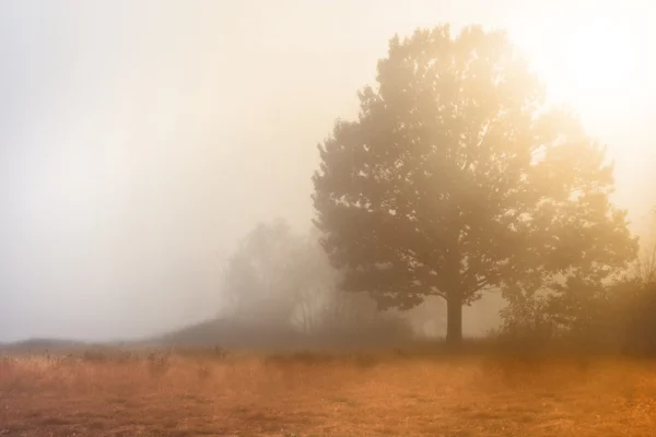 Fresh foggy morning on a wild meadow — Stock Photo, Image