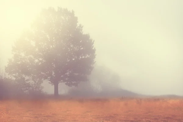 Singolo albero solitario in un bellissimo paesaggio nebbioso — Foto Stock