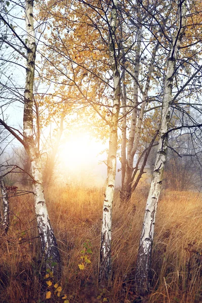 Young birches on the wild misty glade — Stock Photo, Image