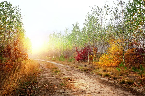 Dirt road in the woods — Stock Photo, Image