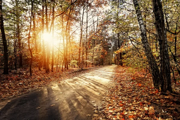美しい森に太陽秋の林道 — ストック写真