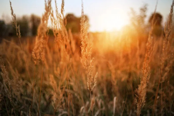 Sonnige ländliche Landschaft — Stockfoto