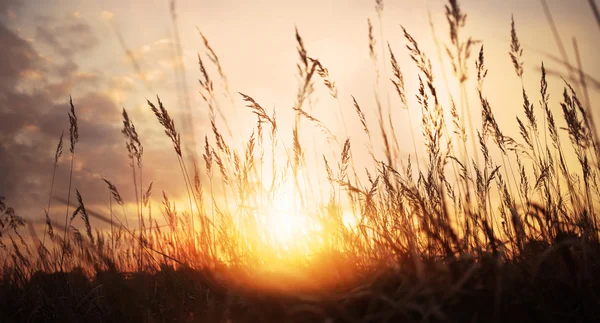 Tramonto d'oro su un prato selvaggio — Foto Stock