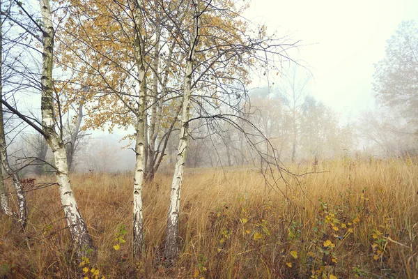 Young birch δέντρα, στο γραφικό τοπίο άγριας — Φωτογραφία Αρχείου