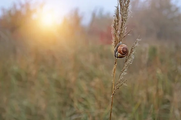 Snail on a blade of grass — Stock Photo, Image