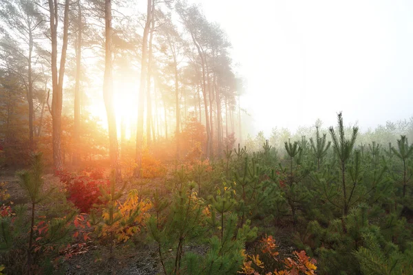 Színes és napfényes reggel a természet jelenet — Stock Fotó