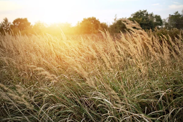 Summer wild meadow abstract — Stock Photo, Image