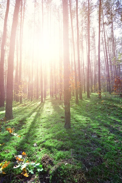 日当たりの良い森の湧き水 — ストック写真