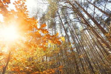 güneşli bir sonbahar orman