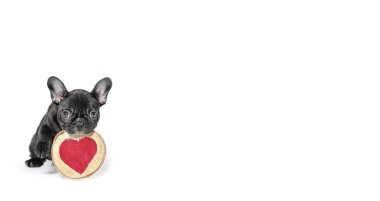 Fransız bulldog köpek yavrusu bir mutlu ve harika Sevgililer Günü dilek
