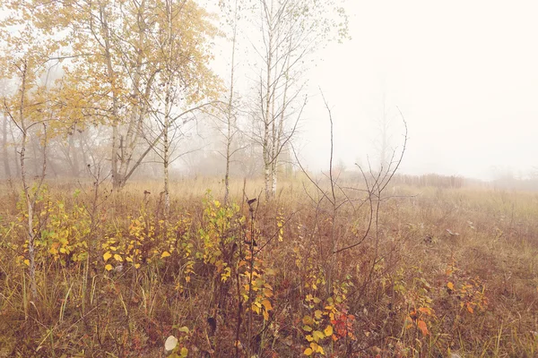 Environnement sauvage calme et paisible dans la journée d'automne — Photo