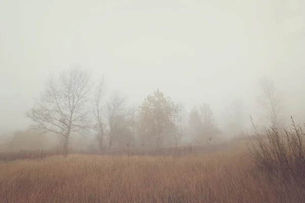 Туманное осеннее утро — стоковое фото