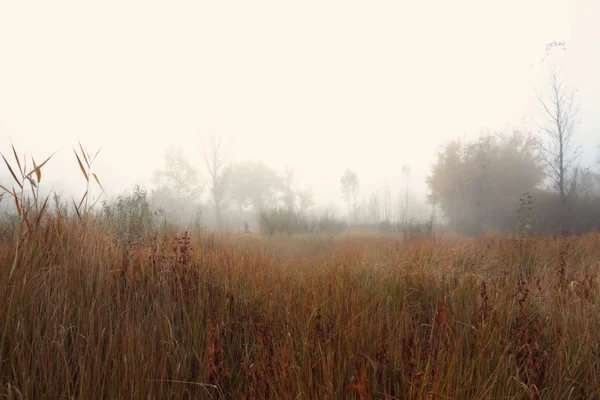 Nebbiosa mattina d'autunno — Foto Stock