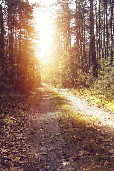 Parche soleado de otoño en el bosque — Foto de Stock