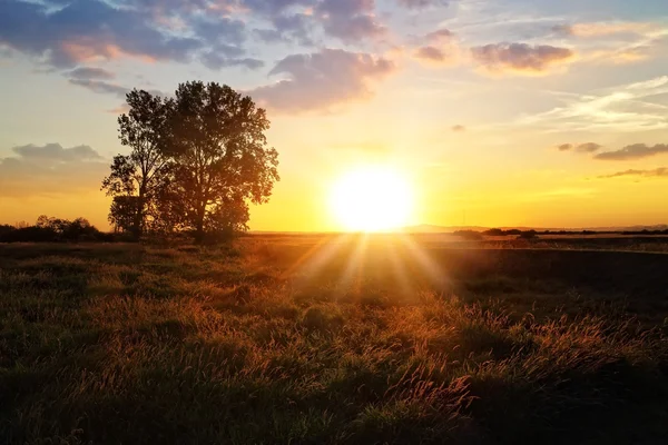 Un seul arbre se tient sur une prairie le matin — Photo