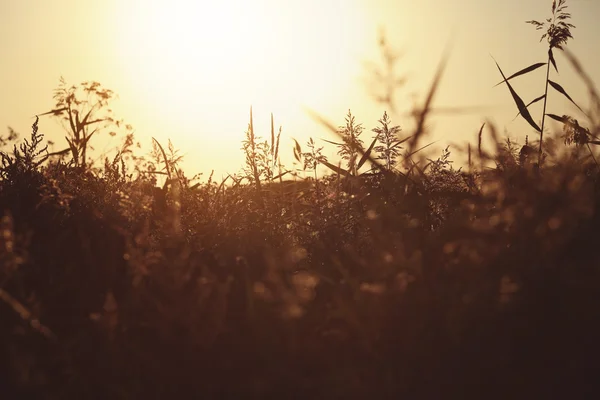 Morning on a rural meadow — Stock Photo, Image