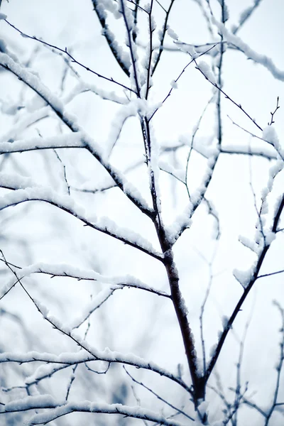 白雪覆盖和冷冻的树枝 — 图库照片