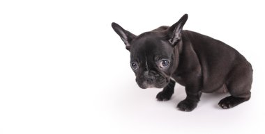 üzgün Bayan brindle Fransız buldozer