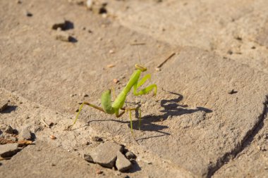 Tuğla üzerinde yeşil peygamber devesi