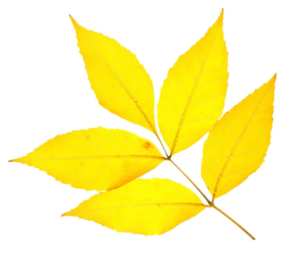 Sarı kül yaprak — Stok fotoğraf