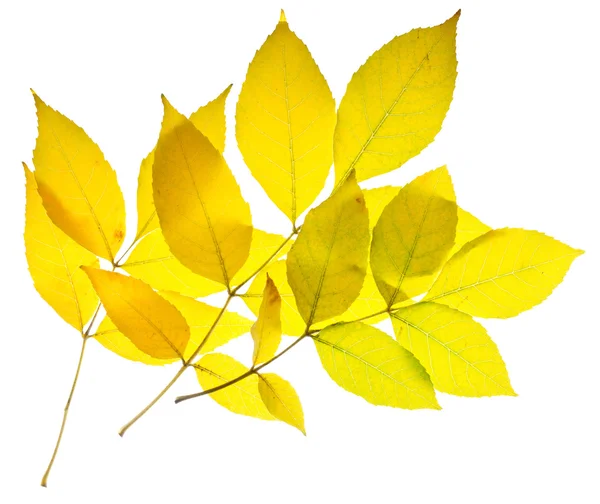 Yellow ash leaves — Stock Photo, Image