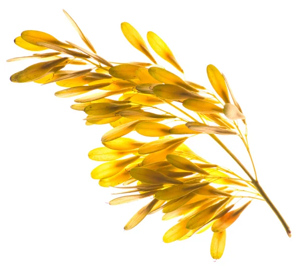 Žlutá popel semena — Stock fotografie