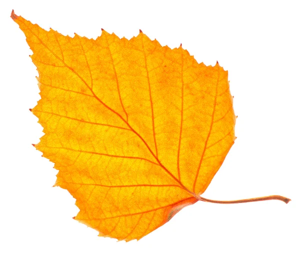 Yellow birch leaf isolated — Stock Photo, Image