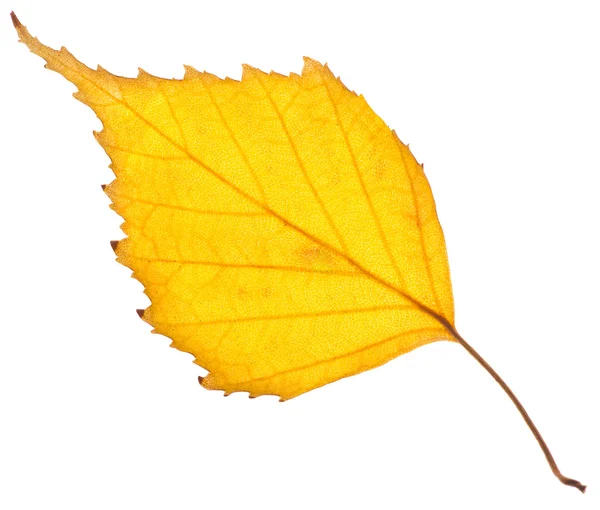 Folha de bétula amarela isolada — Fotografia de Stock