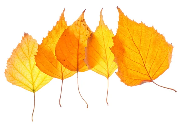 Yellow birch leaves isolated — Stock Photo, Image